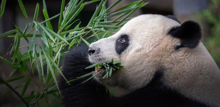 Chengdu