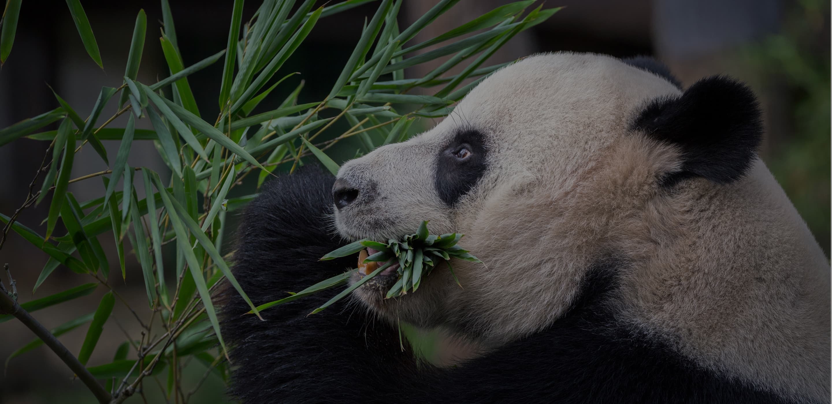 Chengdu