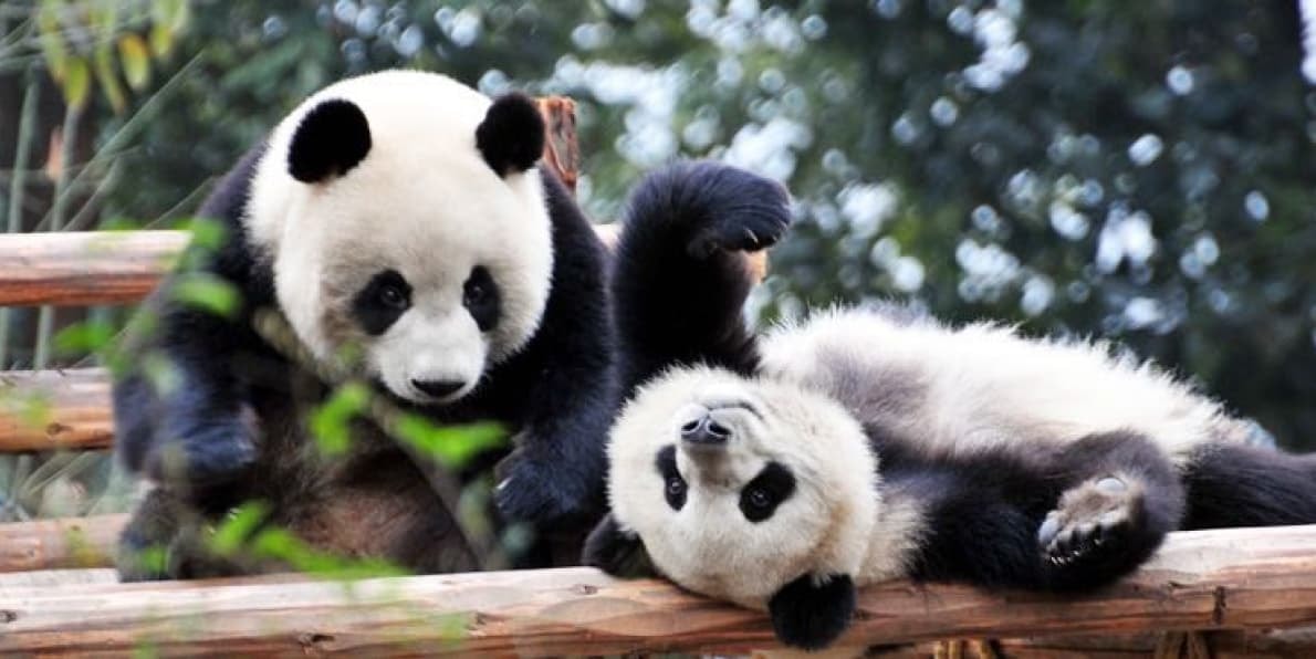 The Giant Panda Research and Breeding Centre