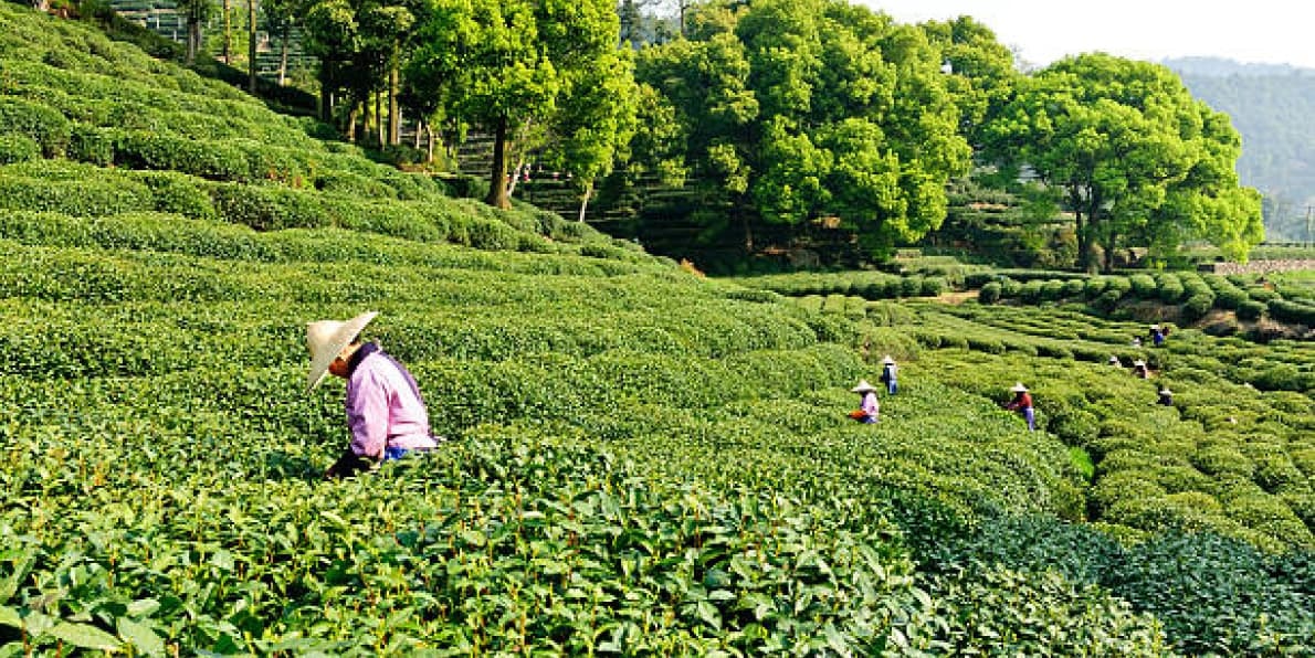 The Longjing Tea Plantation