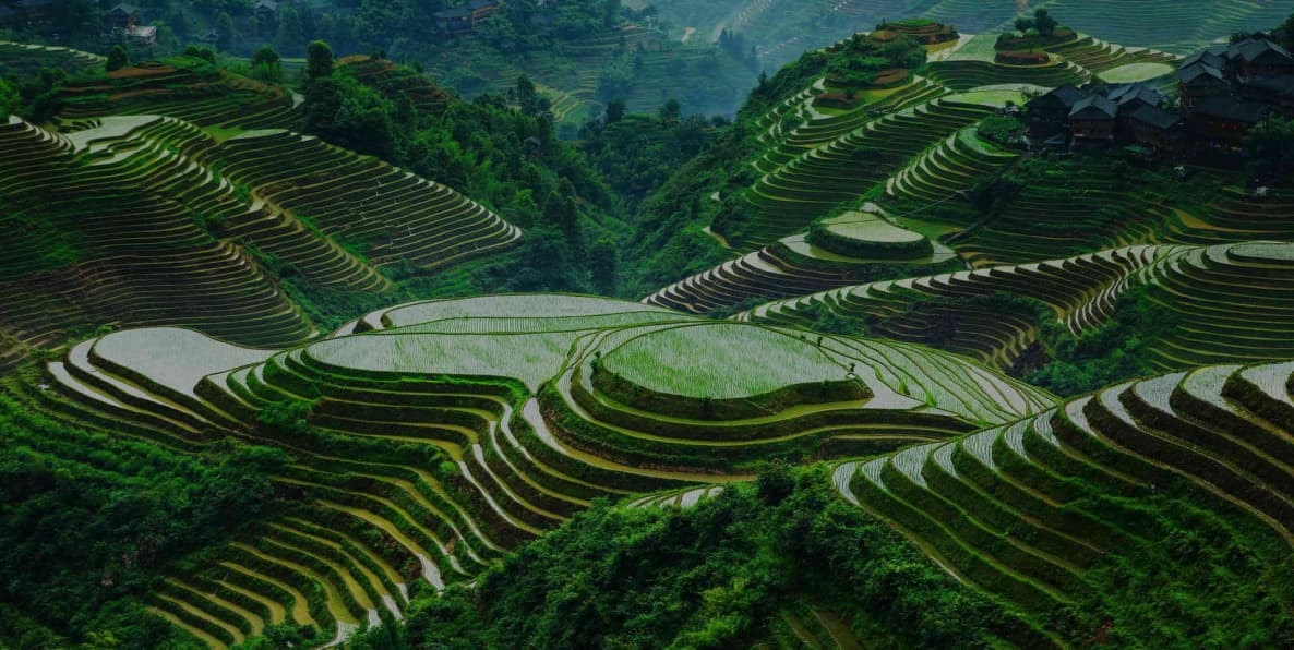 The Longji Rice Terraces