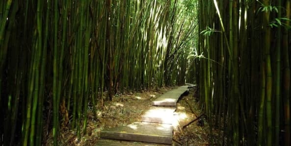 the Bamboo Forest