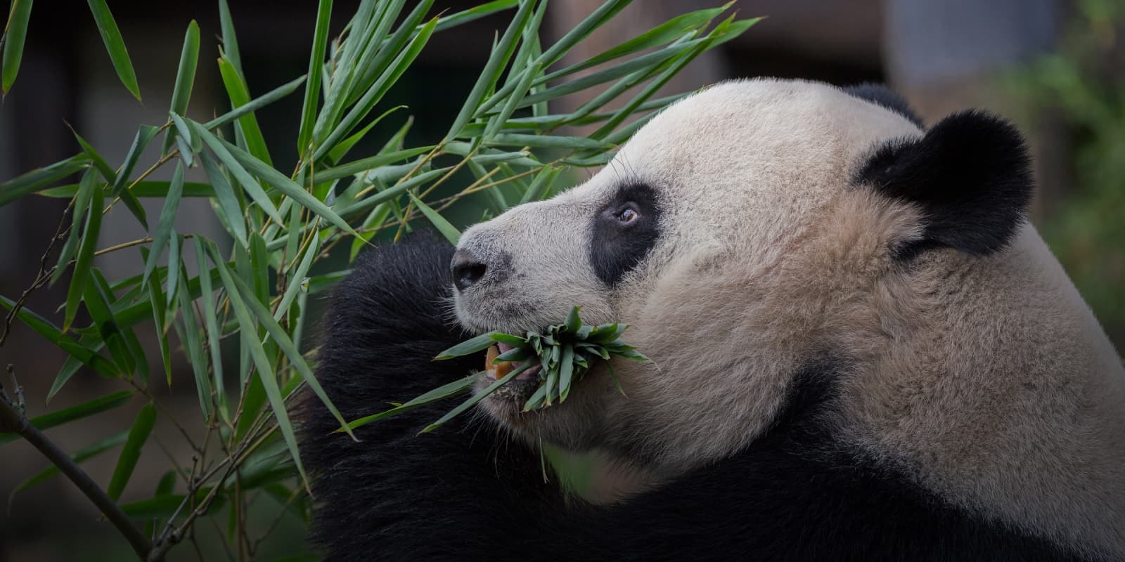 Chengdu